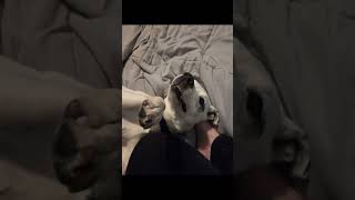 Video preview image #1 Mutt Puppy For Sale in Princeton, MN, USA