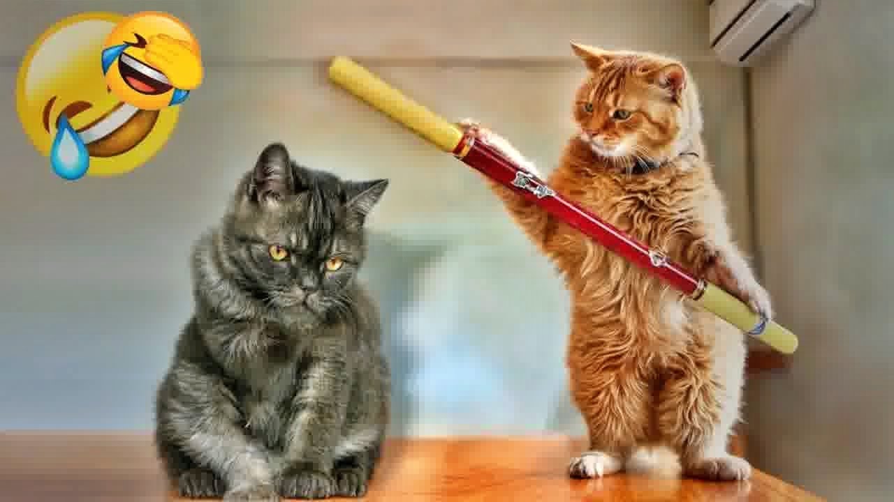 You Laugh You Lose😜Funniest Dogs and Cats 2024😼🐶