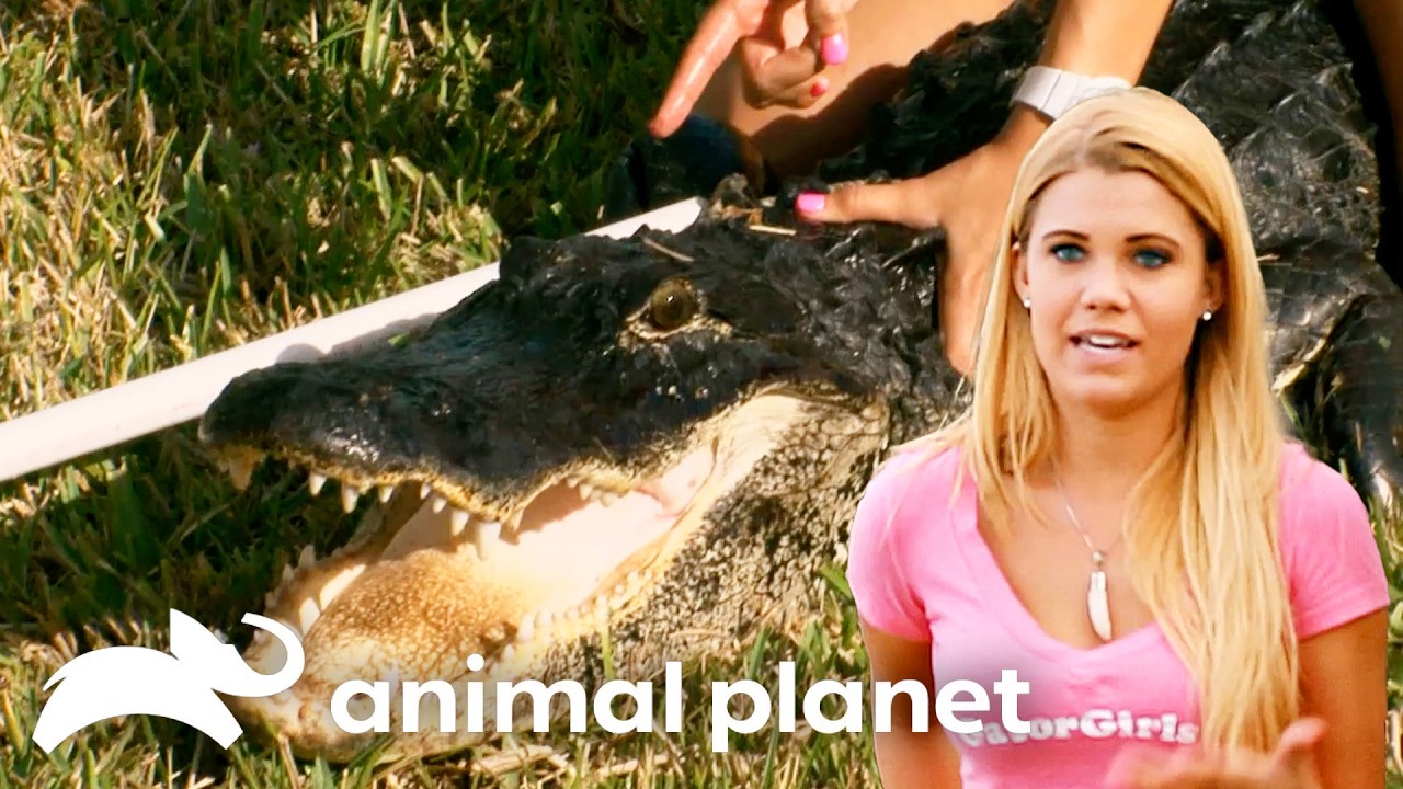 Kayla Catches Her First Gator! | Gator Boys | Animal Planet