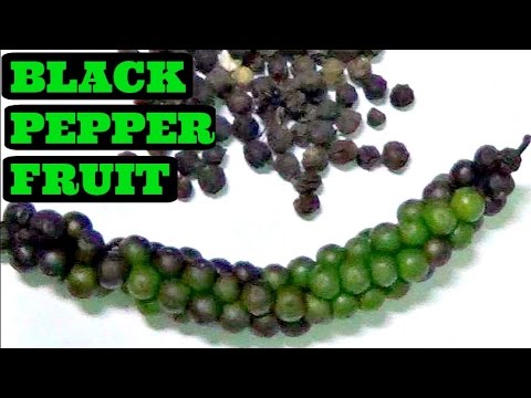 Black Pepper Fruit Review - Weird Fruit Explorer Ep. 151