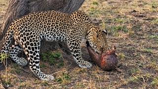 Leopardo caça pangolim!!!