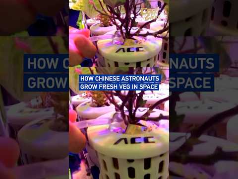 Live long and lettuce: How Chinese astronauts grow fresh veg in space #coolchina