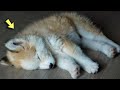 The Man Brought Home A Mutt Puppy And After A While The Fluffy Puppy Changed Completely