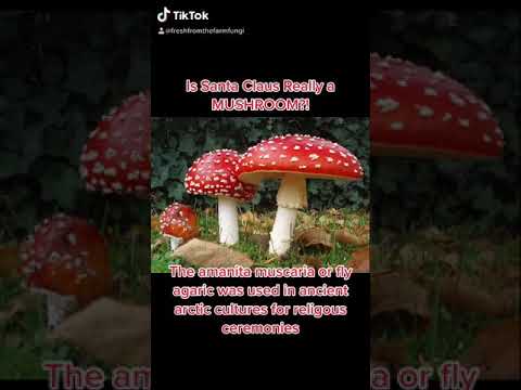 Is Santa Claus really a mushroom?