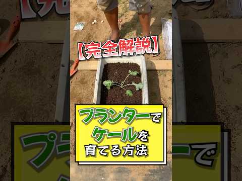 jardinières-pots-terre-cuite-agrumes-légumes-cour-balcon