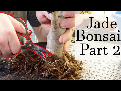 Jade Bonsai from Cuttings Part 2. Succulent Bonsai Repotting, Care and Maintenance. Jade Bonsai 2021
