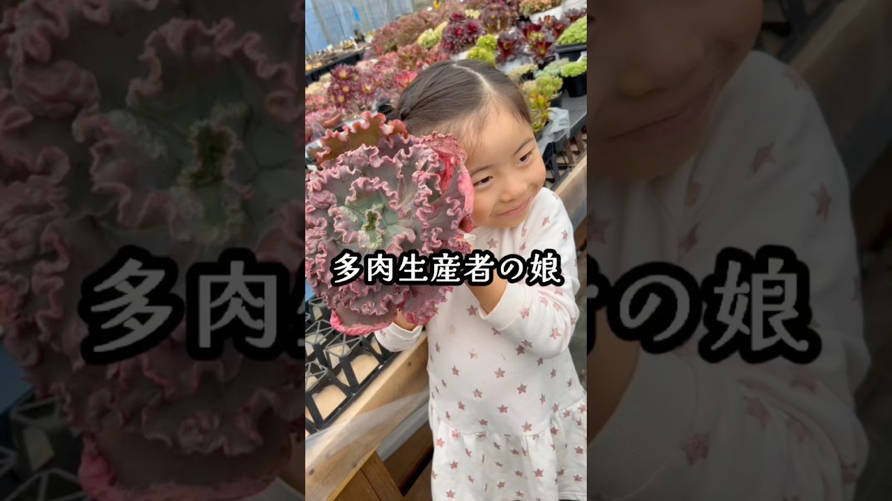 【多肉】多肉生産者の娘　多肉生産者pukupuku taniku #多肉植物 #succulents #plants
