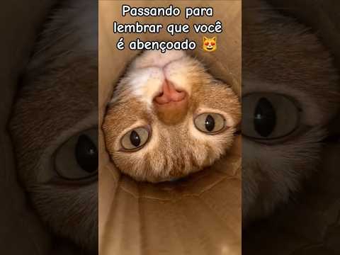 😻MIAU  #cat #viral #catlove #gatos