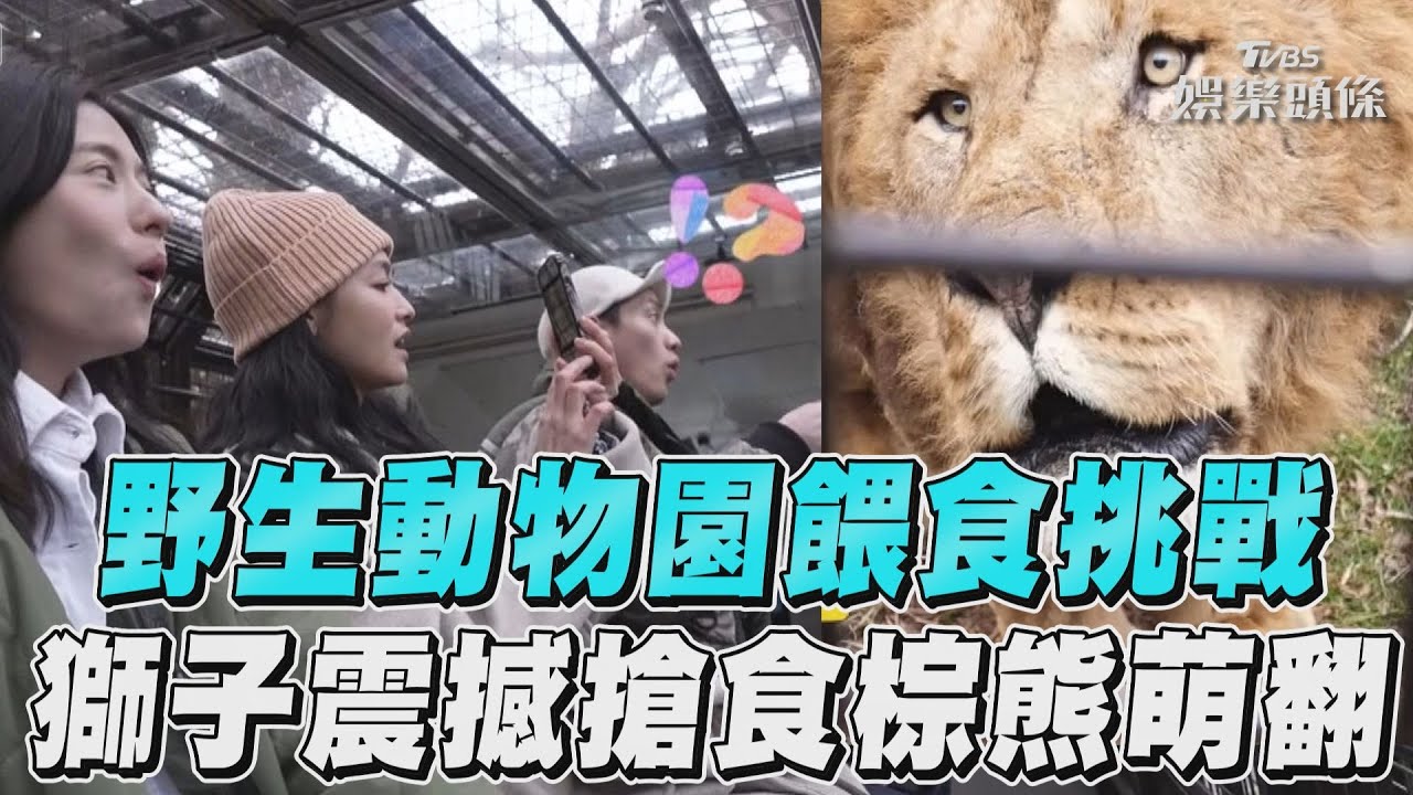 影音/《演員們的旅行》野生動物園「餵食挑戰」 獅子震撼搶食棕熊萌翻