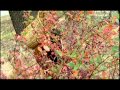Kabi Sila Paakhau Full Song Kaithai Khojyaani Holi