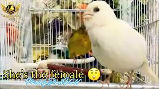 Download lagu Daya tarik betina Canary terus memotivasi jantan Canary untuk mengirimkan tweet yang menjamin hasil. mp3