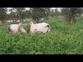 Fulbe Sénégal Tamba Couda