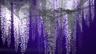 Adele - Lovesong (Tradução) - HD