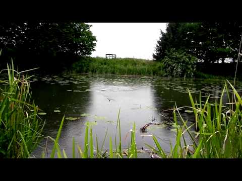 JENZI 2013 - Oberflächenangeln mit Top-Water-Ködern - Popper, Frosch & Co (fishing & Angelsport)