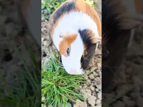 POV: N-ai idee de SHORT 😂