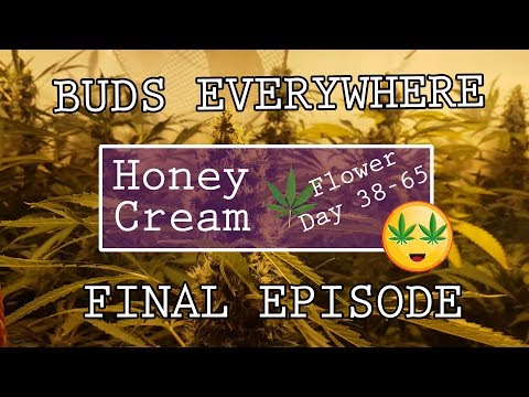 download lagu mp3 mp4 Honey Cream Strain, download lagu Honey Cream Strain gratis, unduh video klip Honey Cream Strain