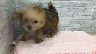 ハーフ犬の動画02