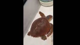Una tortuga boba, salvada del peor depredador: el ser humano