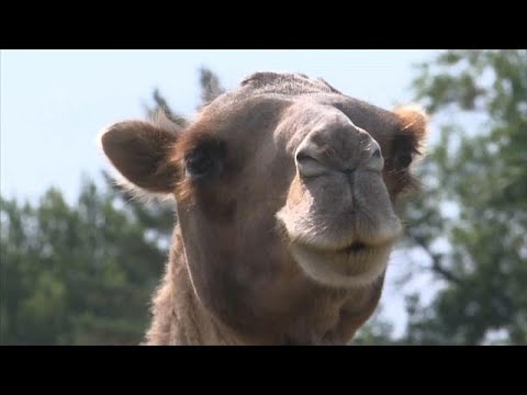 Kamele plagen russische Dorfbewohner
