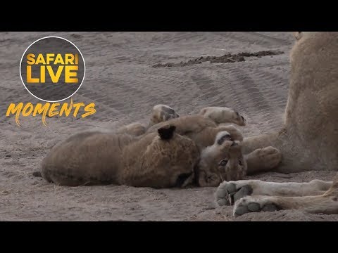 The Two Newest Male Additions to the Nkuhuma Pride