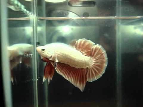 Red Dragon Full mask BF