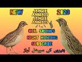 Batair Ki Awaz Quil Sound Morning And Night Hunting بٹیروں کی صبح رات والی آوا�