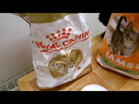 royal canin vs iams cat food