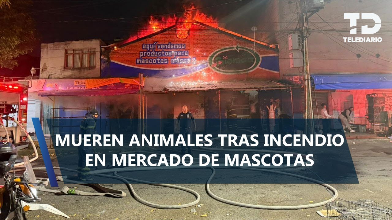 Fuerte incendio consume Mercado de Mascotas y deja animales quemados en la Morelos, CdMx