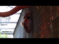 Harvey's Dance on the Wall (Lesser Bird of Paradise)