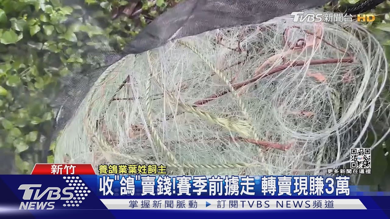 趁賽季海撈!嫌山區架網 警救29隻賽鴿