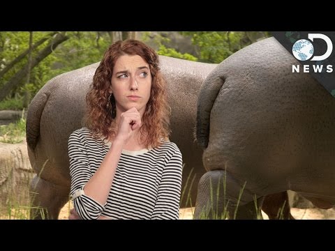 冷知識：動物便便的奇特功能 (The Weird Unusual Benefits Of Animal Poop)