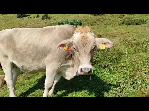 Penkentenne / Finkenberg