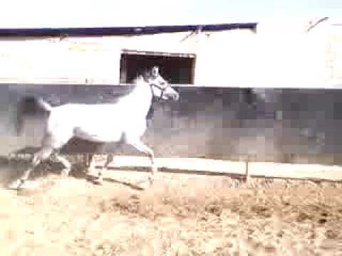 psa figlia di  hadidi galima