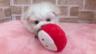 ハーフ犬の動画01