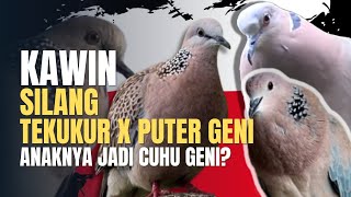 Download lagu Kawin Silang Tekukur X Puter Lumut / Puter Geni. Cetak Cuhu Jalur Hibrid. mp3