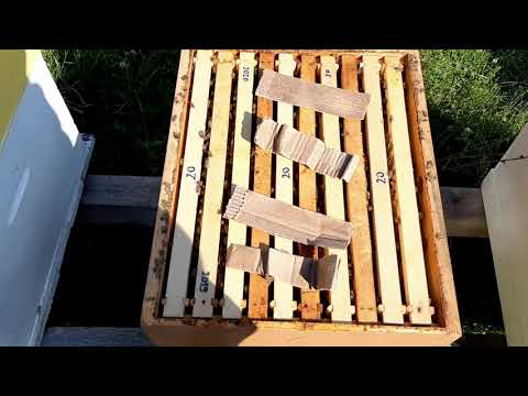 TRETMAN TIMOLOM protiv varoe