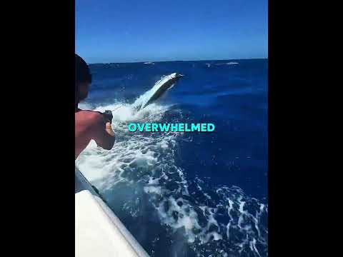 This Great White Shark Came Back With a Gift! #animals #usa