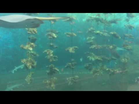 会計学科 魚へんに弱いと書く鰯の仲間たち