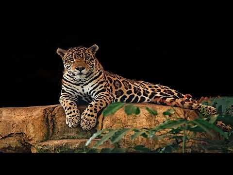 download lagu mp3 mp4 Dreaming Of A Jaguar, download lagu Dreaming Of A Jaguar gratis, unduh video klip Dreaming Of A Jaguar