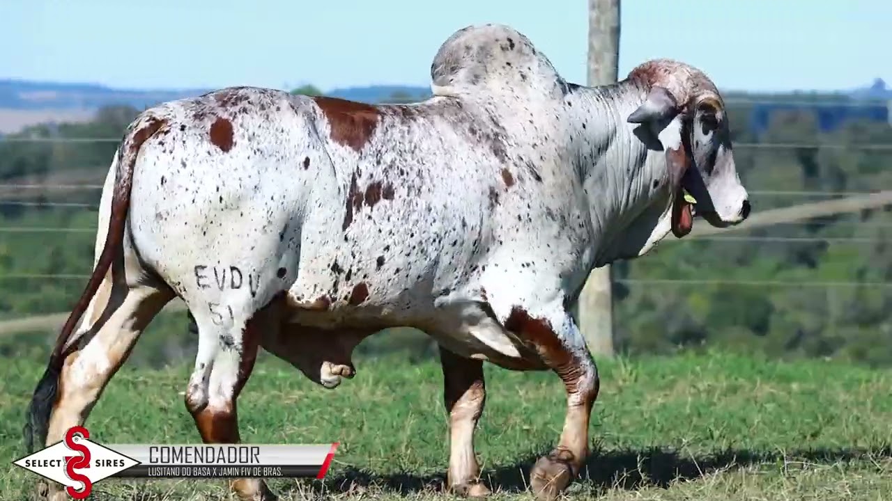 Vídeo COMENDADOR  FIV PADRE BENTO