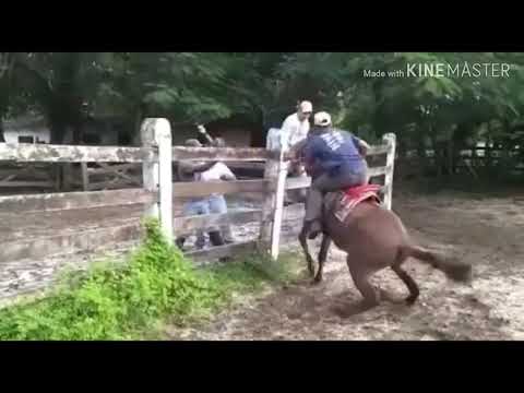 As TOP 10 MELHORES QUEDA DE CAVALO MAIS ENGRAÇADOS #1