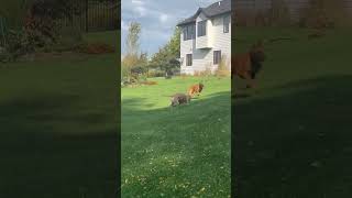 Video preview image #1 Boxer Puppy For Sale in Woodbury, MN, USA