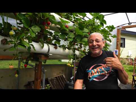 Growing Hydroponic Strawberries in Essex UK