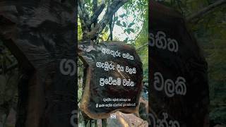 Download lagu මෙතන නාන්න යනවනම් පරිස්සමෙන් 😱✨❤️ #algamaella #waterfall #srilankatravel #dengerous #travel #foryou mp3 Download lagu මෙතන නාන්න යනවනම් පරිස්සමෙන් 😱✨❤️ #algamaella #waterfall #srilankatravel #dengerous #travel #foryou mp3