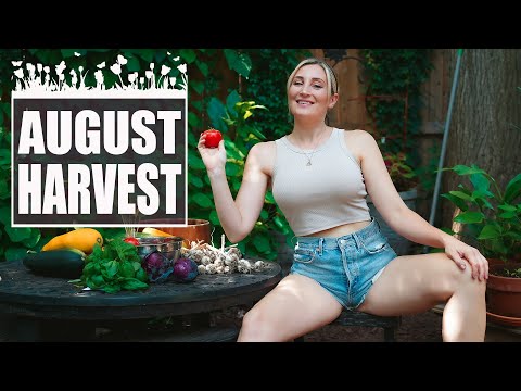 August Garden Haul! These Zucchini's are HUGE! I Wolf Of The Wild