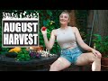 August Garden Haul These Zucchini S Are HUGE I Wolf Of The Wild
