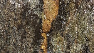 Exploring An Old Gold/Copper Mine - New Veins Found!