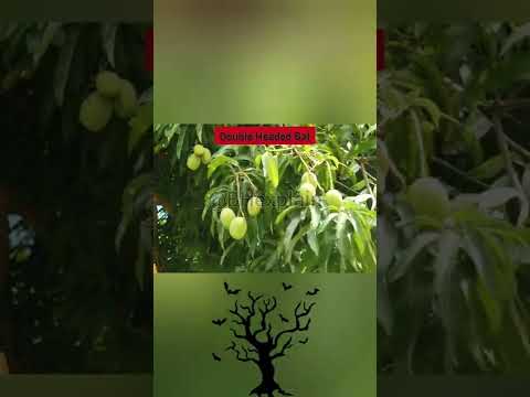 Double Headed Bat Twins Found in Brazil || Two Headed Bat