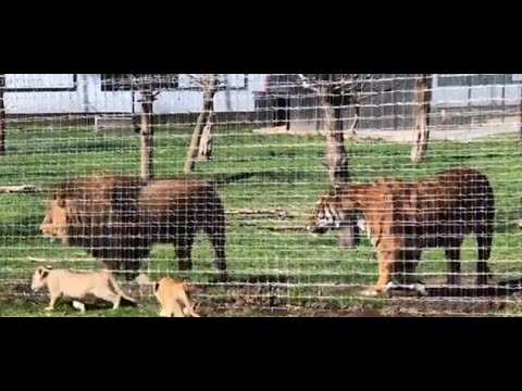 Lion vs Tiger - Lion bigger than Siberian Tiger - Size Comparison