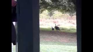 preview picture of video 'Backyard wild turkeys snacking and fighting and hummingbirds feasting'